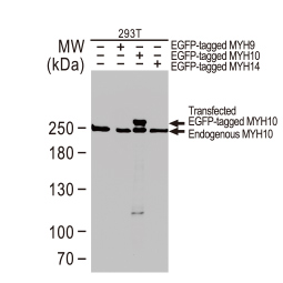 MYH10 antibody [GT246]